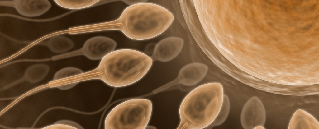 Promising New Male Contraceptive Passes First Human Safety Trial : ScienceAlert
