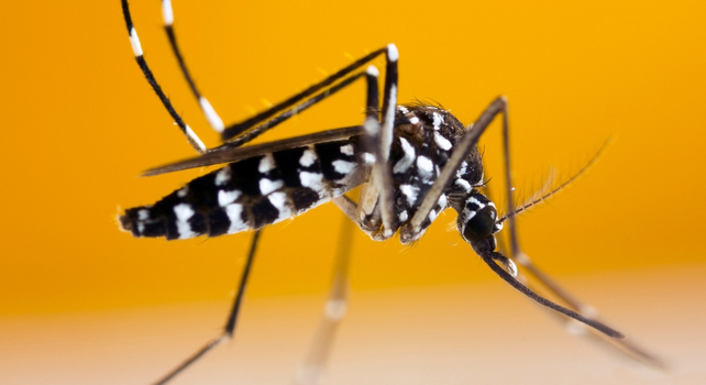 tiger mosquito