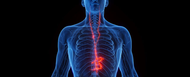 vagus nerve