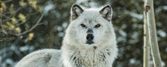 Yellowstone's Aspen Forests Are Already Responding to The Return of Wolves