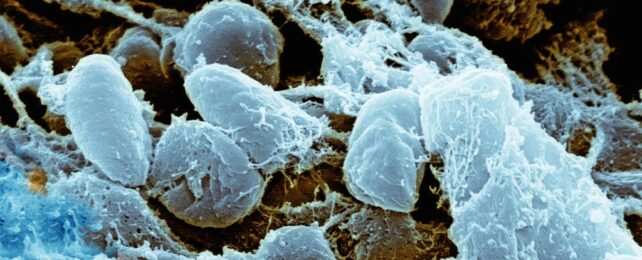 scanning electron micrograph of yersinia pestis, rough blobs in a disordered cluster, colorized in blue.