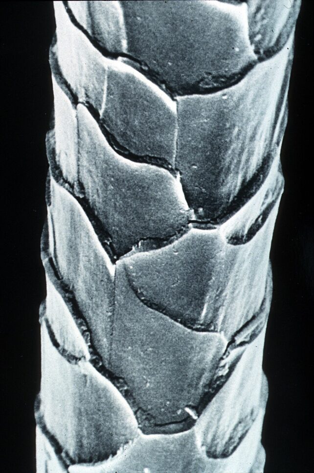 Electron micrograph of a clean merino wool fibre