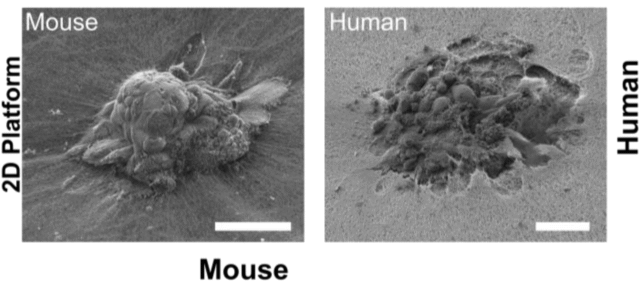 Time-Lapse of Human Embryo