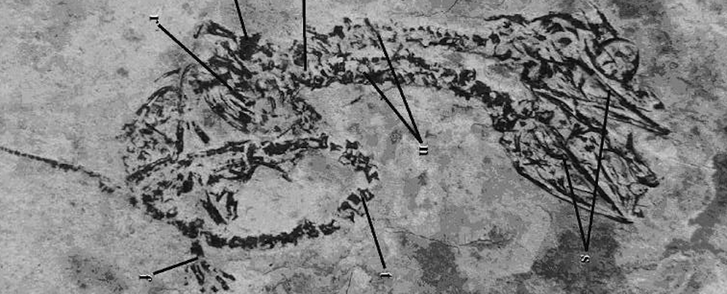 Incredible Fossil Reveals Two-Headed Creature From The Dinosaur Age : ScienceAlert