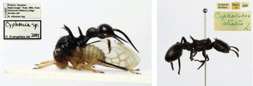 Treehoppers May Be Shaped So Wackily to Sense Static Electricity