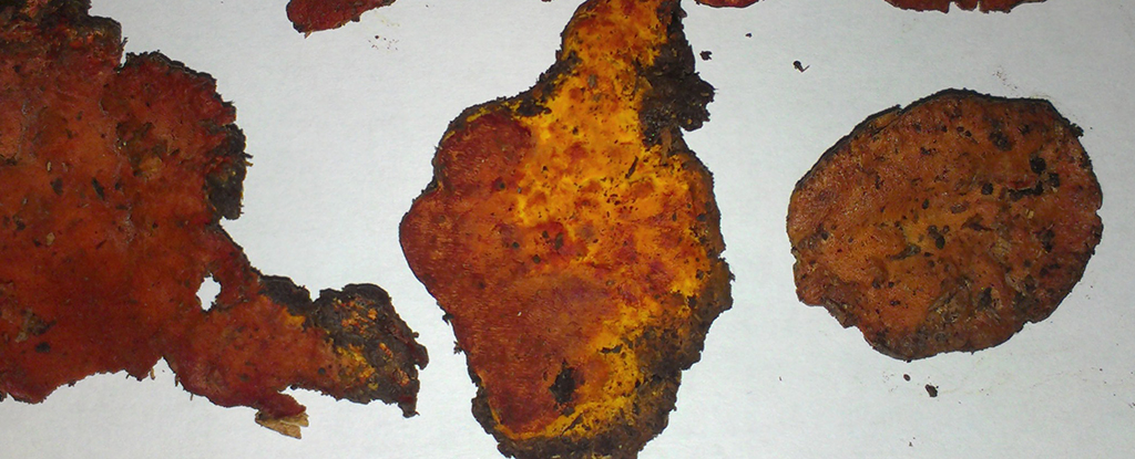This Rare Fungus Can Kill Cancer Cells, And We Finally Know Its Secret