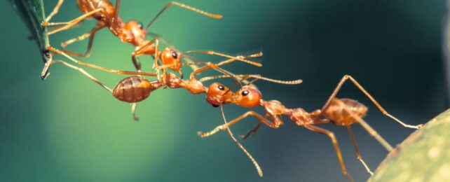 Ants Are 'Superefficient' at Teamwork, Scientists Discover