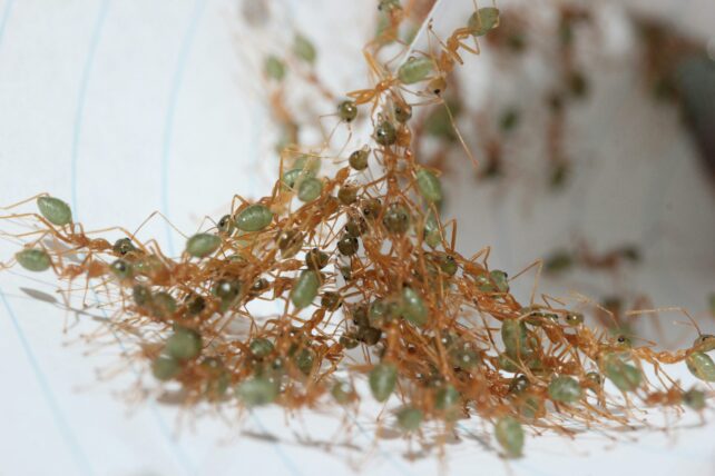 Ants working together to fold paper