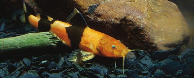 Black striped orange catfish