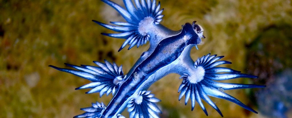 Stunning But Dangerous: Rare Blue Dragons Are Forcing Beaches to Close