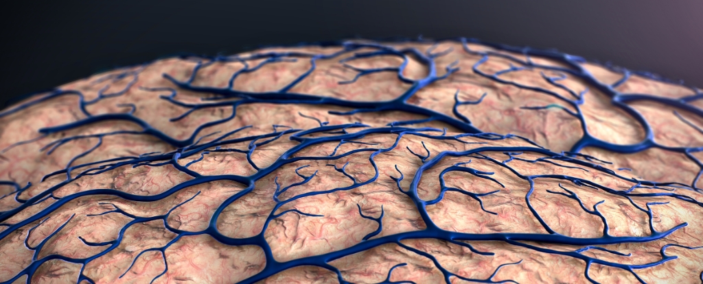 Alzheimer’s May Start at The Brain’s Borders, Scientists Discover : ScienceAlert