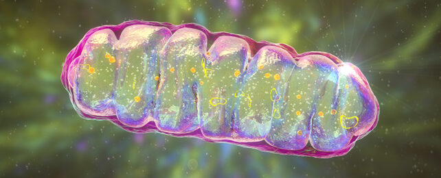 Cell mitochondria