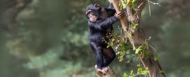Our Ancestors May Have Walked Upright Long Before Leaving The Trees