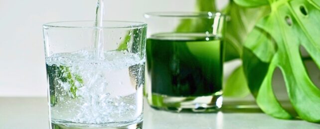 Two glasses with clear and green liquid, in front of a green plant leaf