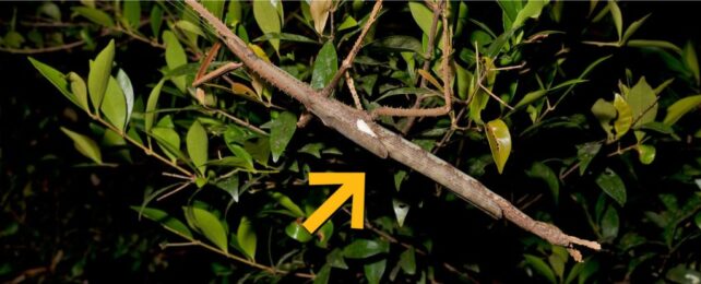 Giant Stick Insect Found Hiding in Rainforest May Be Australia's Heaviest