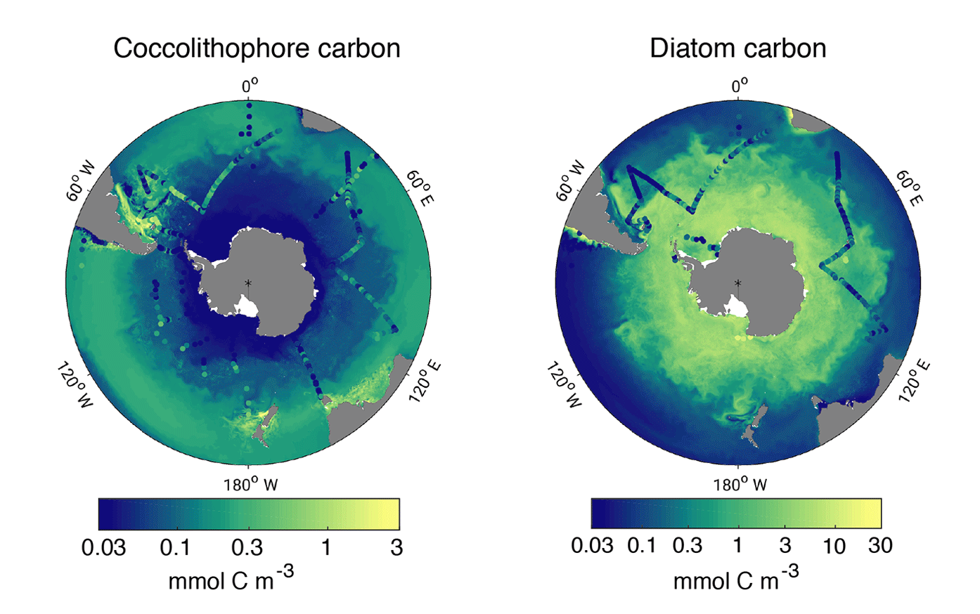 Coccolithophores and diatoms in the Southern Ocean.[32] Biomass distributions for the four months from December to March. Mean top 50 metres of coccolithophore (left) and diatom (right) carbon biomass (mmol/m3) using a regional high-resolution model for the Southern Ocean. Coccolithophore and diatom biomass observations from the top 50 metres are indicated by coloured dots.