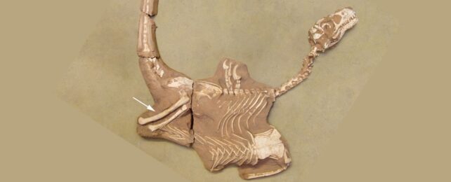 This Deadly Velociraptor Cousin Brandished Giant Razors For Its Thumbs
