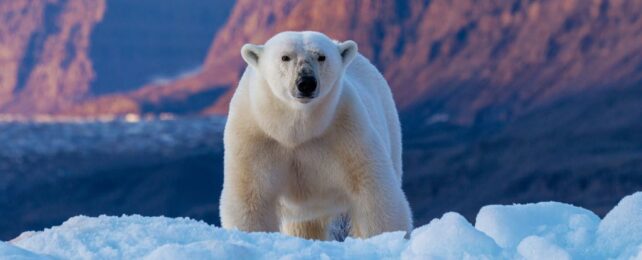 a polar bear standing on snow in front of an exposed rocky cliff face