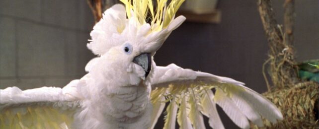 Australian Parrots Perform 30 Dance Moves, With 17 New to Science