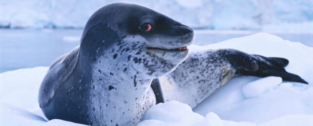 A leopard seal on ice giving side eye