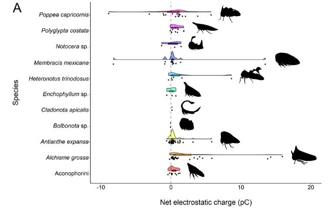 Treehoppers May Be Shaped So Wackily to Sense Static Electricity