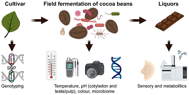 Chocolate fermentation process