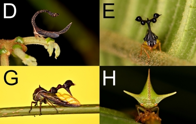 Four oddly shaped treehopper species.