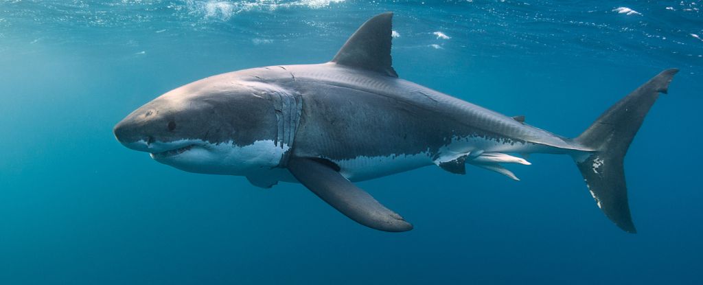 The DNA of Great White Sharks Defies Explanation. Here’s Why. : ScienceAlert