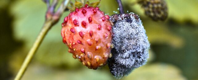A healthy strawberry next to one being rotted by mold