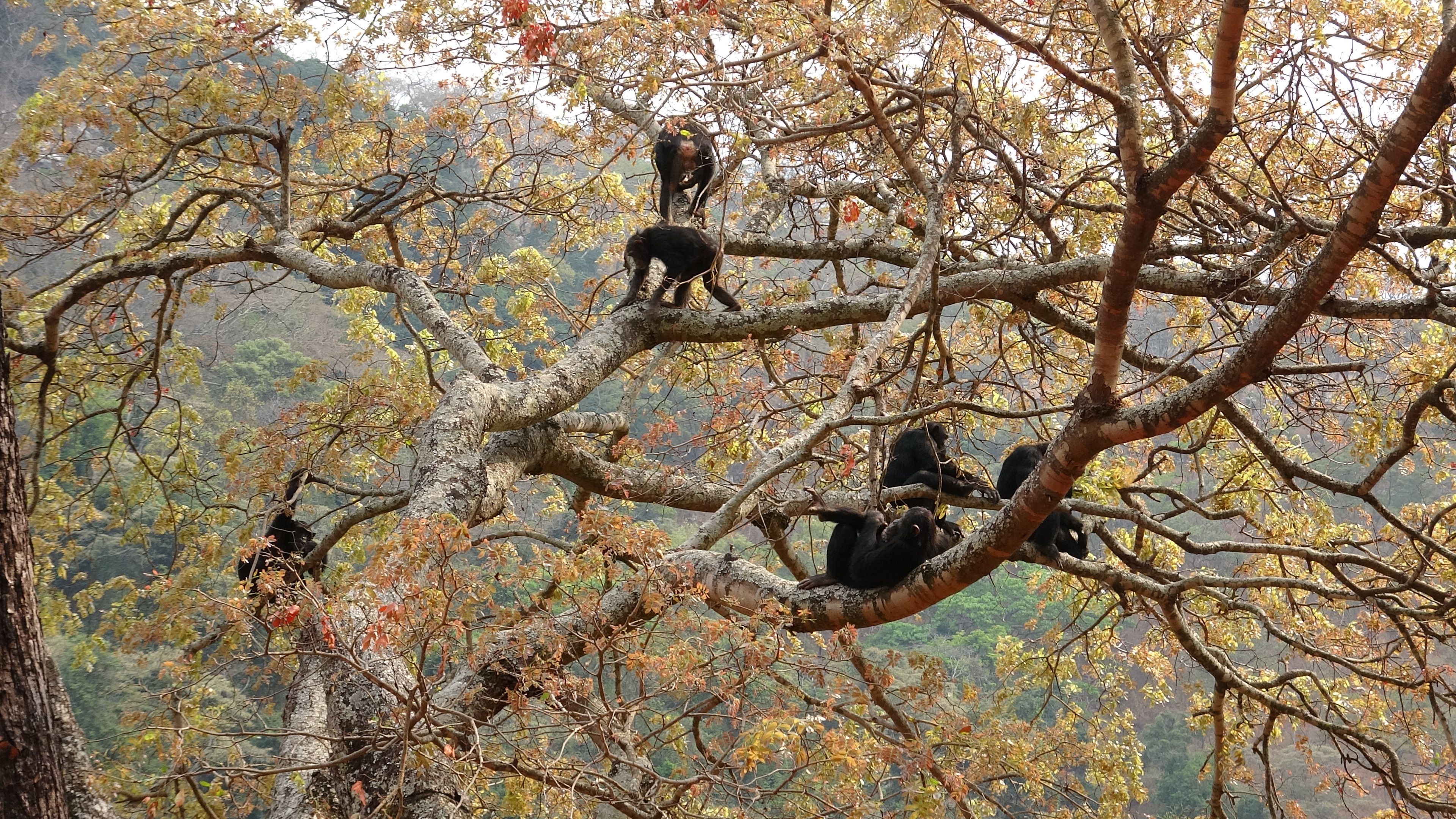 Five chimps hanging out high up in the branches of a big tree