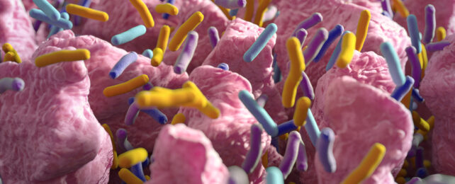Gut bacteria