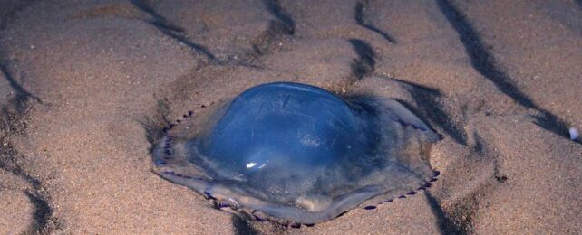 France's Largest Nuclear Plant Was Brought to a Halt... by Jellyfish