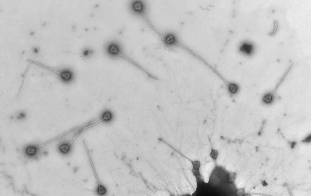 Greyscale micrograph of rounded structures with long thin protrusions