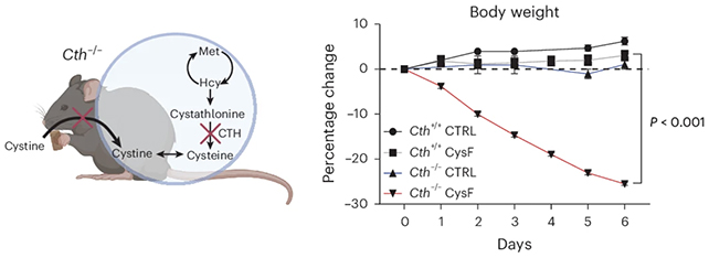Mice weight loss