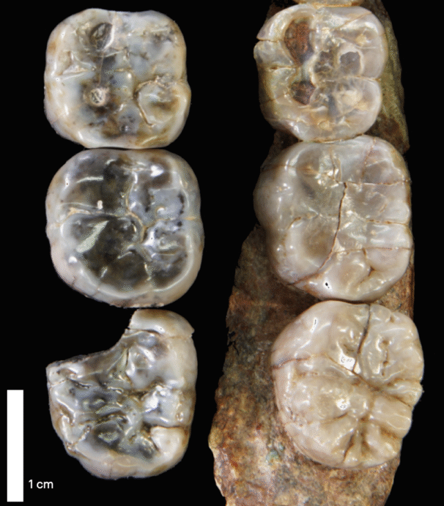 Molar Comparison