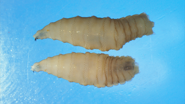 Flesh-Eating Parasite