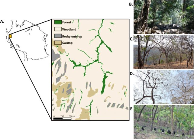 Early Humans May Have Practiced Walking in Trees