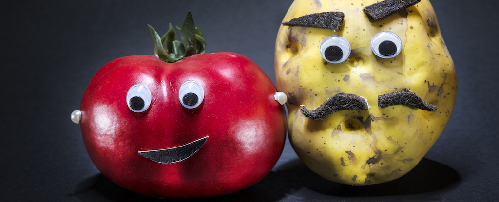 Surprising Study Finds Potatoes Evolved From Tomato Ancestor : ScienceAlert