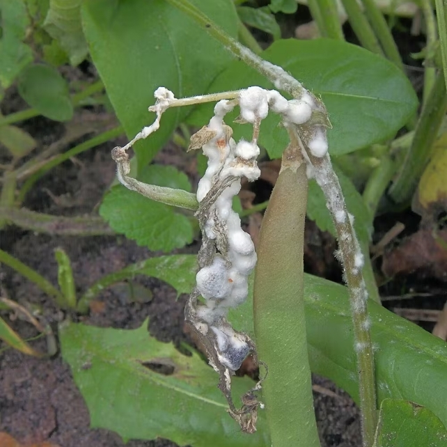 White mold fungi on a green plant