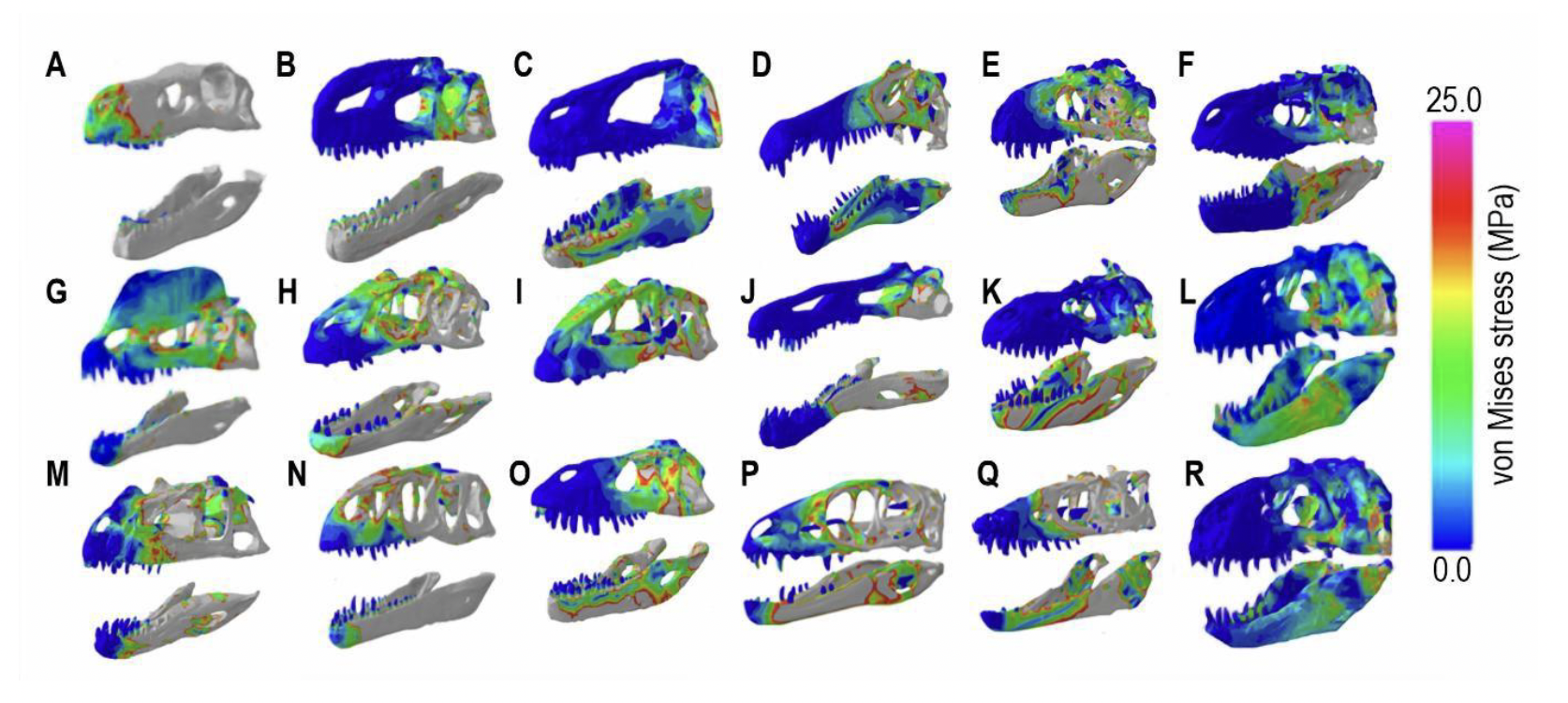 CT scans of 18 carnivorous dinosaur skulls displayed in a 3 by six grid. areas of their skull are colour-coded according to the amount of stress that biting exerts on the skull. 