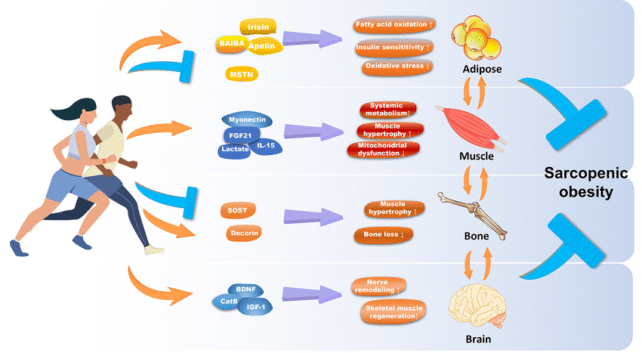 Exercise Myokines