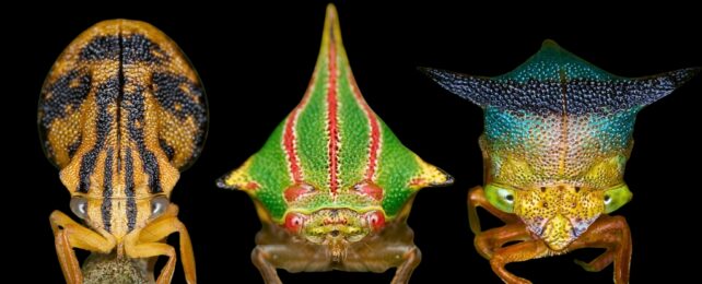 This Bizarre Headgear May Give These Bugs Electric Superpowers