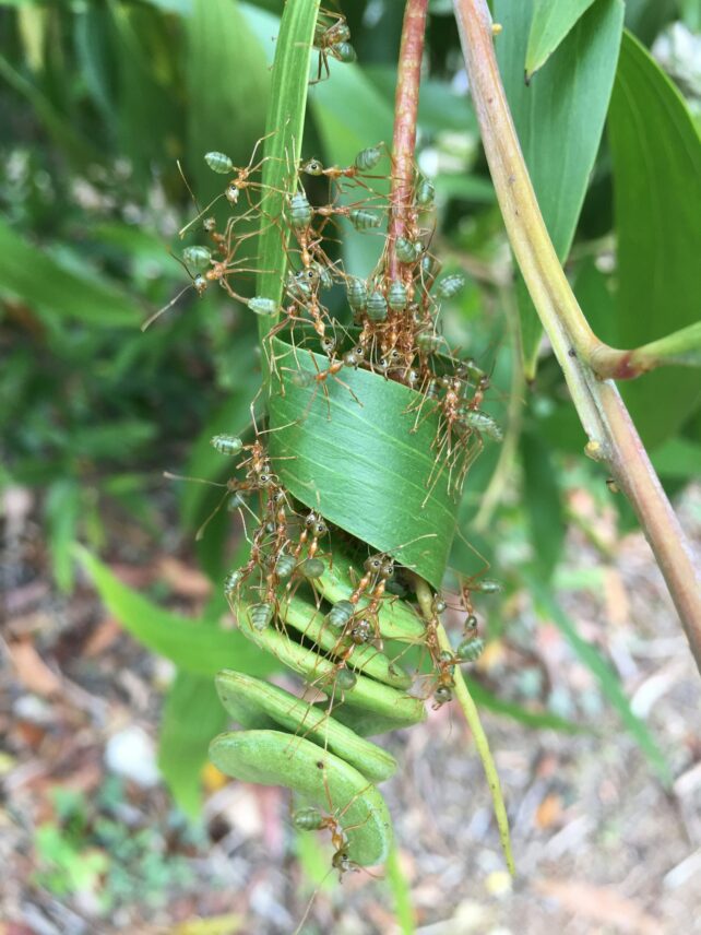 Lots of gold ants with green heads and abdomens holding a spiraled leaf together