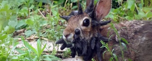 Wild rabbit with spikey black growths protruding from its face and head