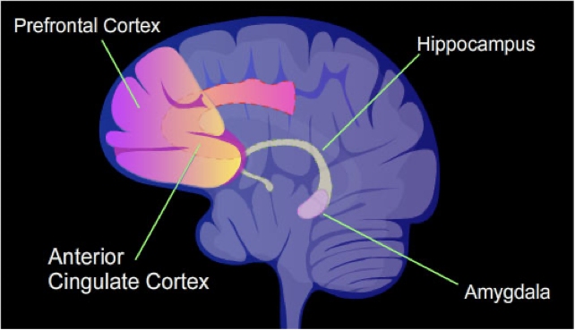 brain diagram