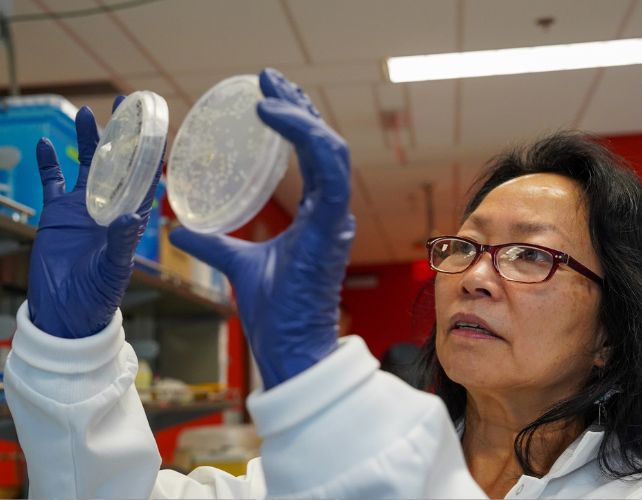 a woman scientist in a lab coat holds up two petri dishes to the light with her blue-gloved hands