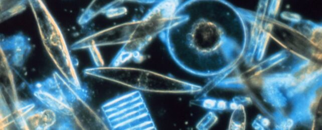 A Mysterious Glow in The Ocean Turns Out to Be Billions of Tiny Creatures
