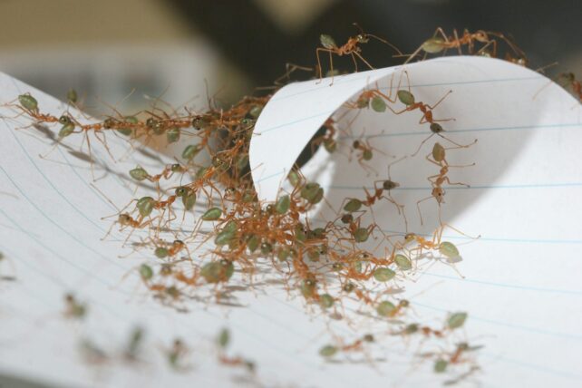 Lots of gold ants with green heads and abdomens working together to curl paper over into a spiral