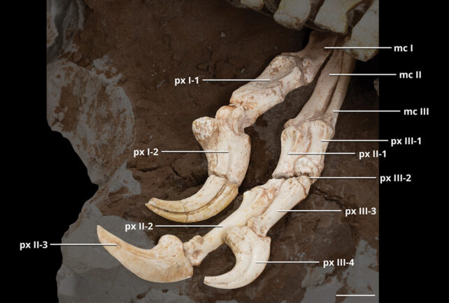 Big-Handed Raptor Relative Had a Killer Claw That Made It Even More Deadly