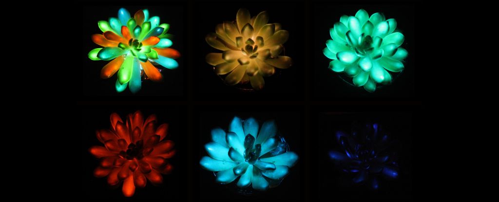 Scientists Create Glowing Succulents! Is This the Future of Home Lighting?